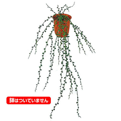 80cm グリーンネックレスバイン(510) [ONSLEBU7442] |人工観葉植物 造花 フェイクグリーン 資材 装飾 飾付 デコレーション 飾り イベント パーティー フラワーアレンジメント 花材 インテリア 店舗装飾 ディスプレイ 室内装飾 飾り付け ガーランド 鉢植え 吊るし鉢 バイン