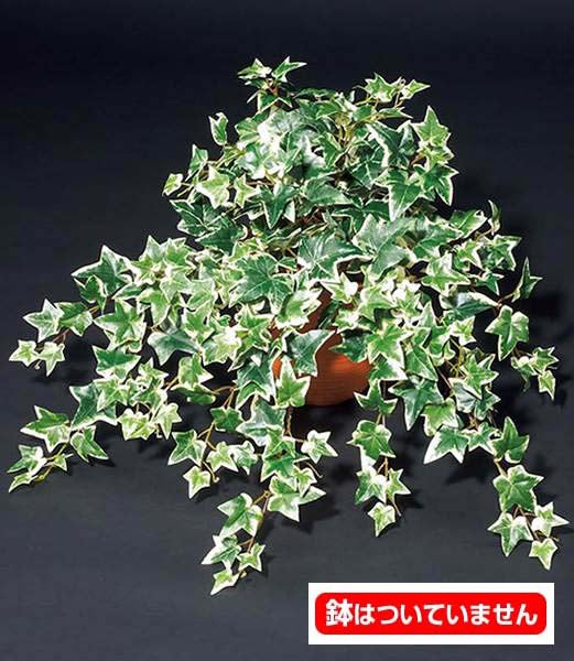 55cm オランダアイビーブッシュ(222) [ONSLEBU7601] |人工観葉植物 フェイクグリーン 造花 装飾 デコレーション 飾り付け 店舗装飾 ディスプレイ 室内装飾 インテリア フラワーアレンジメント 鉢植え 鉢花 おしゃれ