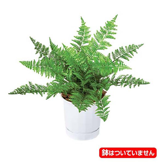 35cm ラッフルファーンブッシュ(18) [ONSLEBU7628] |人工観葉植物 フェイクグリーン 造花 装飾 デコレーション 飾り付け 店舗装飾 ディスプレイ 室内装飾 インテリア フラワーアレンジメント