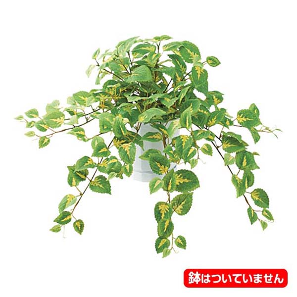 50cm フレッシュコリウスブッシュ [ONSLEBU7665]  |人工観葉植物 フェイクグリーン 造花 装飾 デコレーション 飾り付け 店舗装飾 ディスプレイ 室内装飾 インテリア フラワーアレンジメント 鉢植え 鉢花 おしゃれ