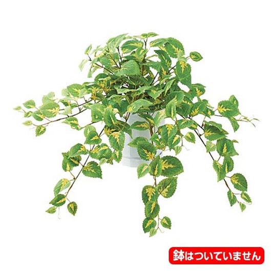 50cm フレッシュコリウスブッシュ [ONSLEBU7665]  |人工観葉植物 フェイクグリーン 造花 装飾 デコレーション 飾り付け 店舗装飾 ディスプレイ 室内装飾 インテリア フラワーアレンジメント 鉢植え 鉢花 おしゃれ