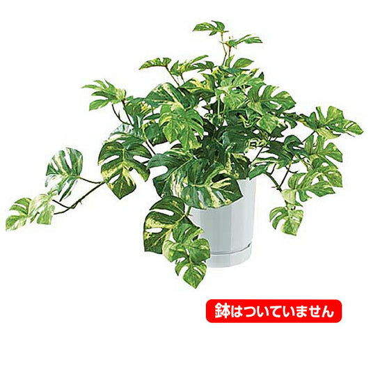 50cm フィロデンドロンブッシュ(54) [ONSLEBU7667] |造花 フラワー フェイク 人工観葉植物 リーフ 装飾 デコレーション 飾り イベント パーティー フラワーアレンジメント 店舗装飾 フェイクグリーン ガーランド ディスプレイ 飾り付け インテリア おしゃれ 鉢花 鉢植え
