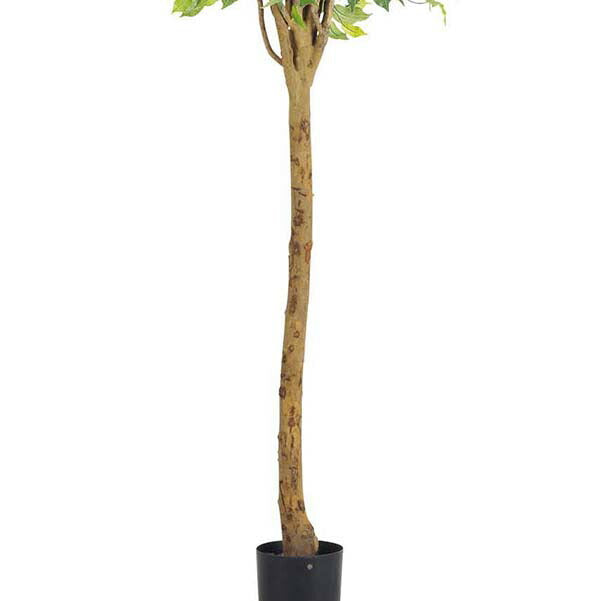 210cm ラウンドフィカスツリー(ナチュラルトランク)[ONSLETR7642] 光触媒スプレープレゼント 代引決済不可 送料無料 |人工観葉植物 フェイクグリーン 造花 装飾 飾り付け 店舗装飾 ディスプレイ 室内装飾 インテリア 大型