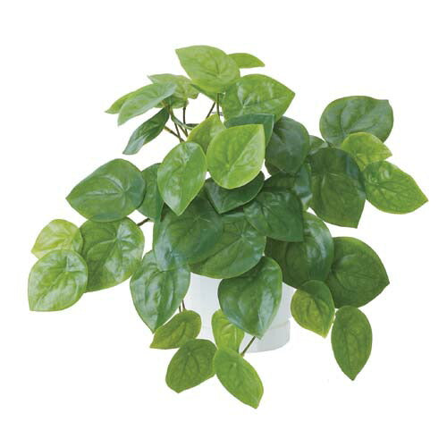 ペペロミオイデスブッシュ(43) [ONSLEBU7688]アレンジメントパーツ フラワーギフトLEAF ガーデニング用品 ディスプレイ ハンドメイド資材　インテリアグリーン